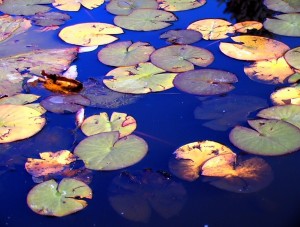 A water garden soothes our spirit and our senses.